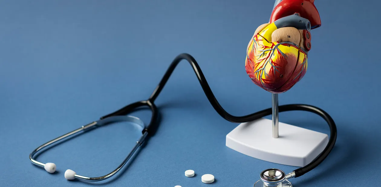 A model of a heart and a stethoscope on a blue background.