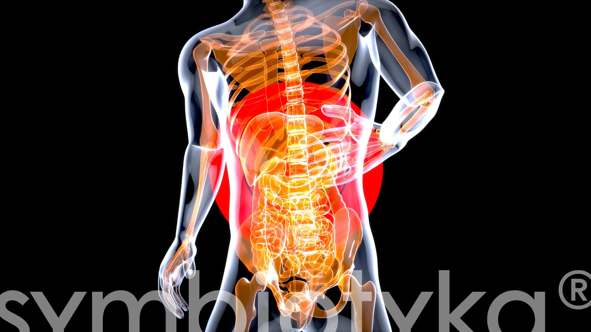 A 3d image of a person with a stomach.