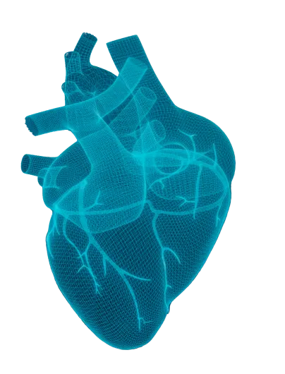 A computer generated image of a human heart.
