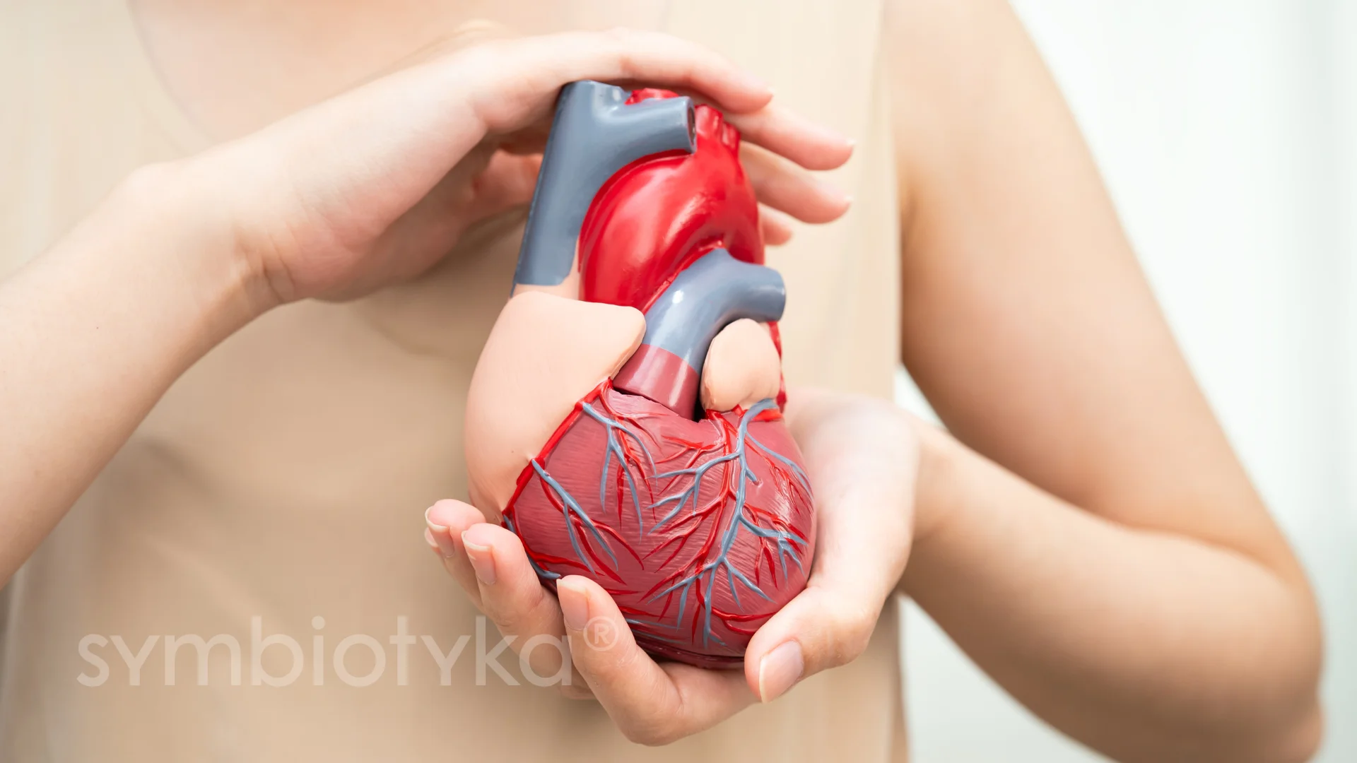 A woman holding a model heart in her hands.