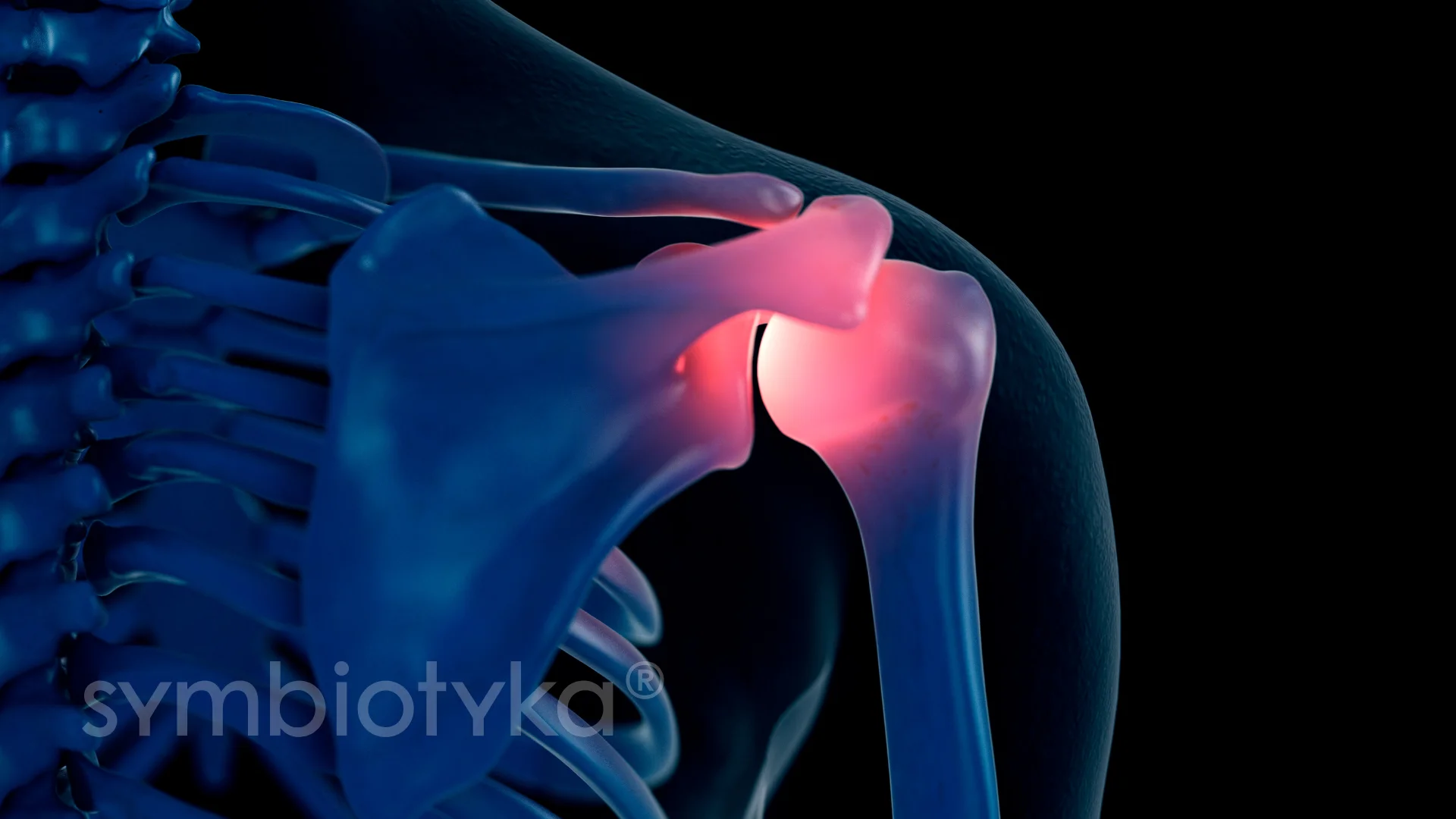 A picture of the back of a skeleton.image