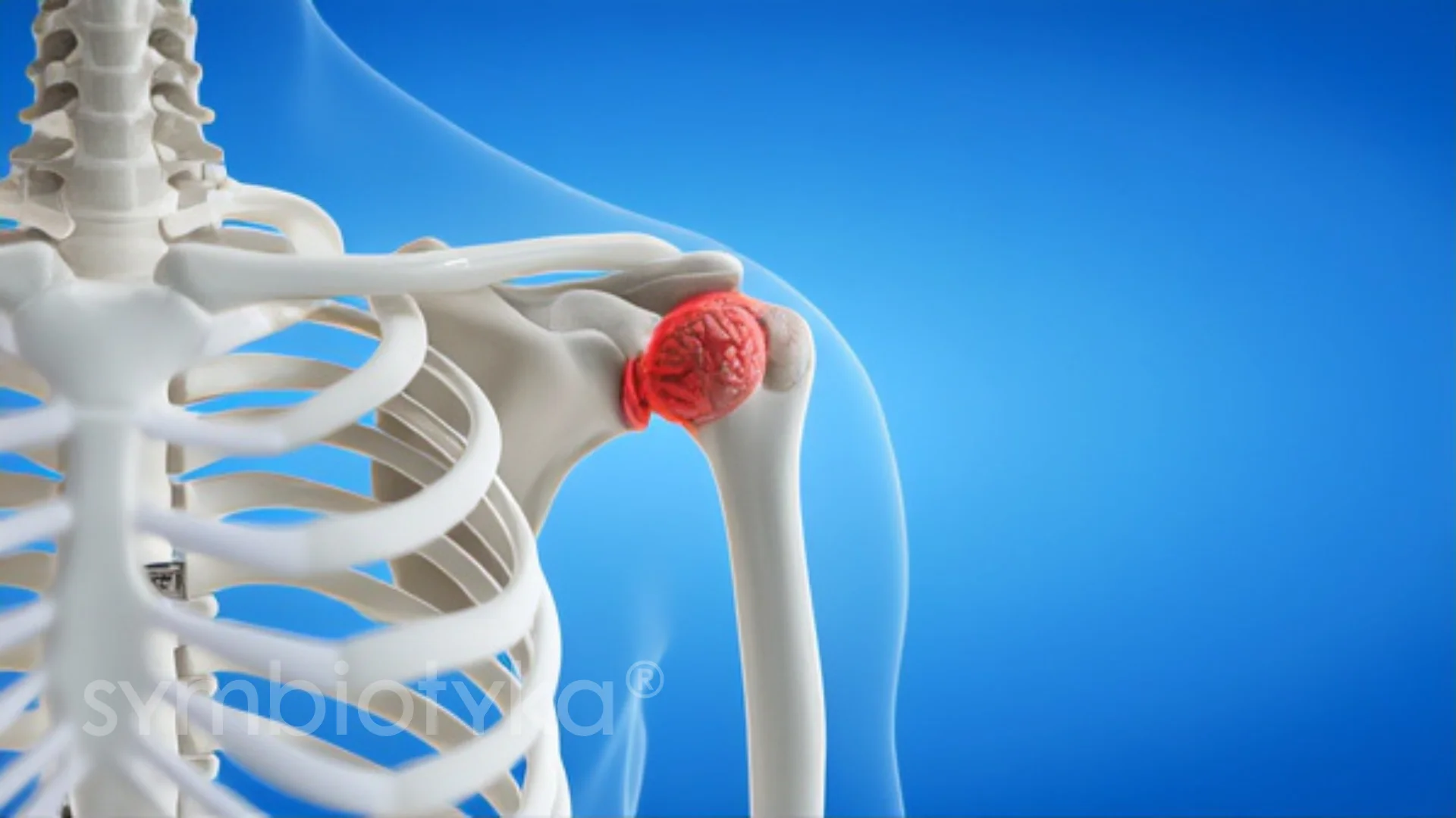 A picture of a human skeleton with a red spot in the shoulder.