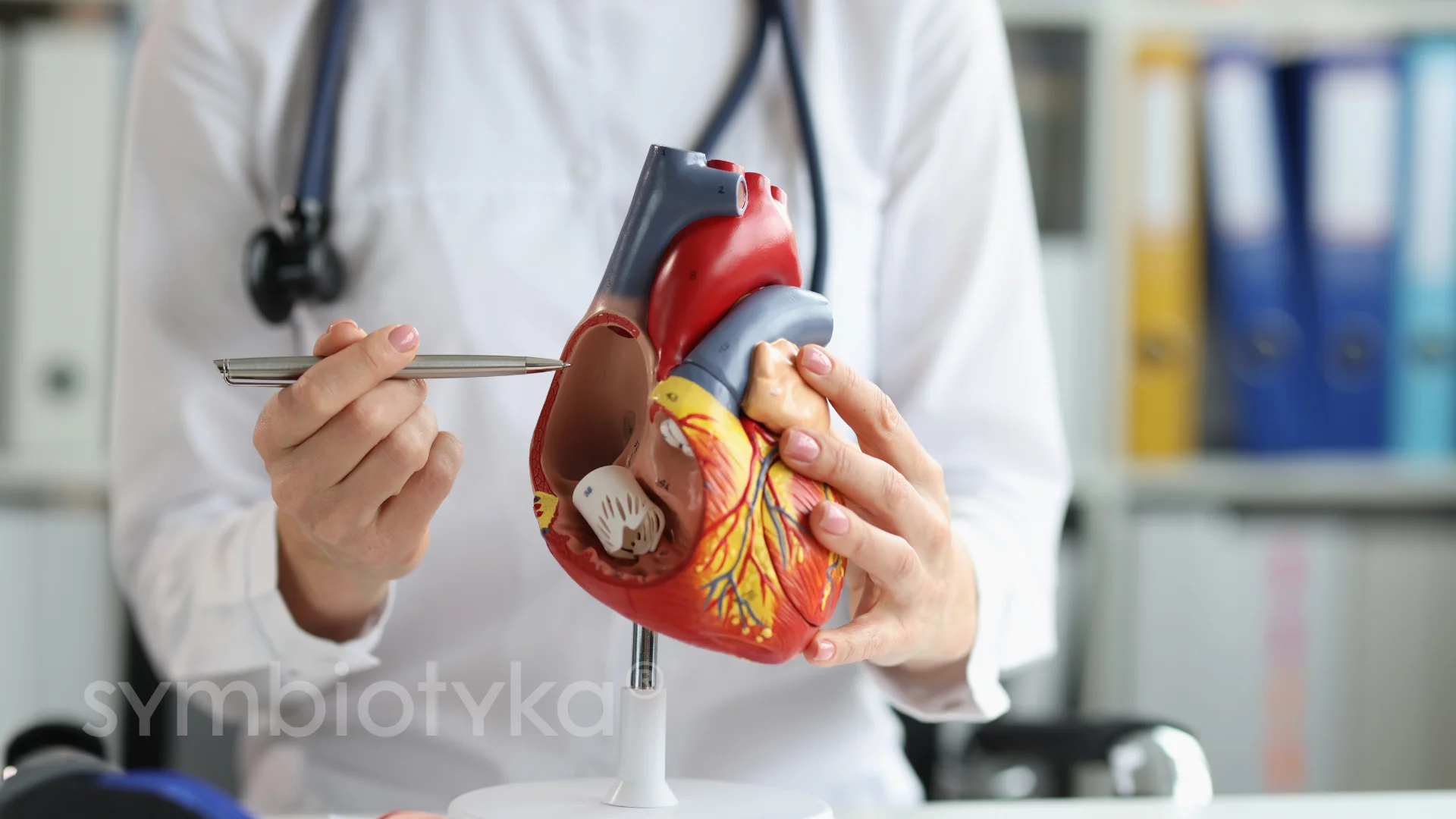 A person holding a model of a heart with a stethoscope.
