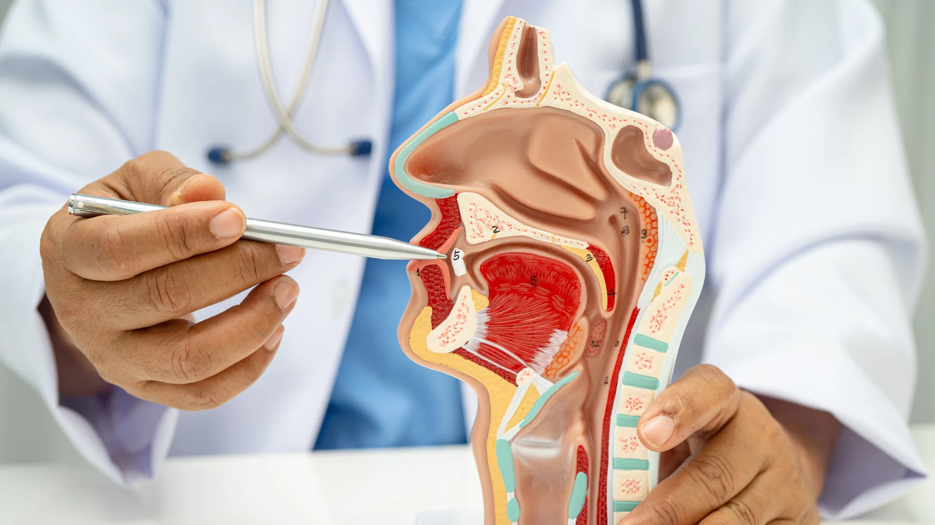 A doctor examines a model of the human body.