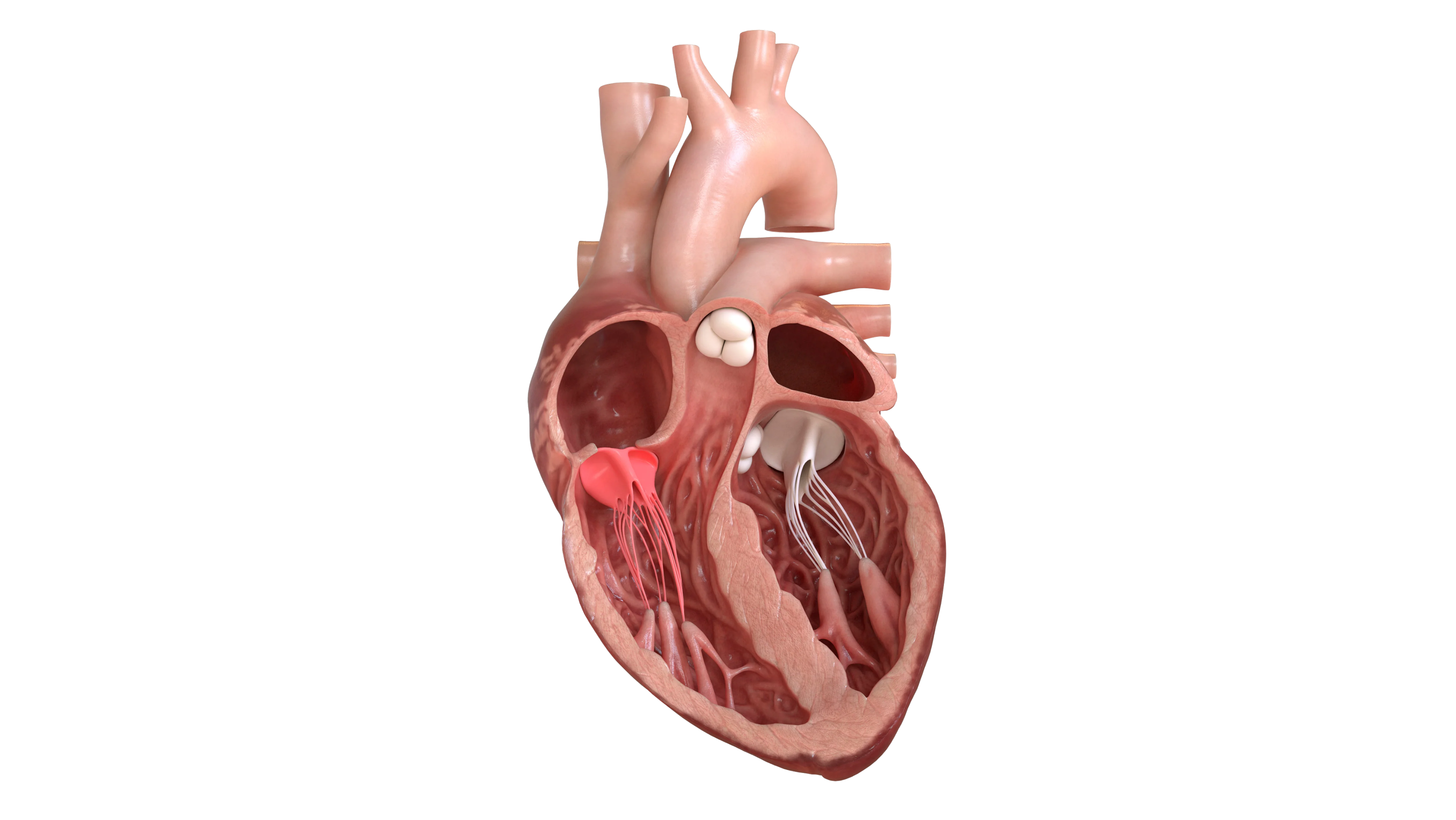 The heart is shown in this image.