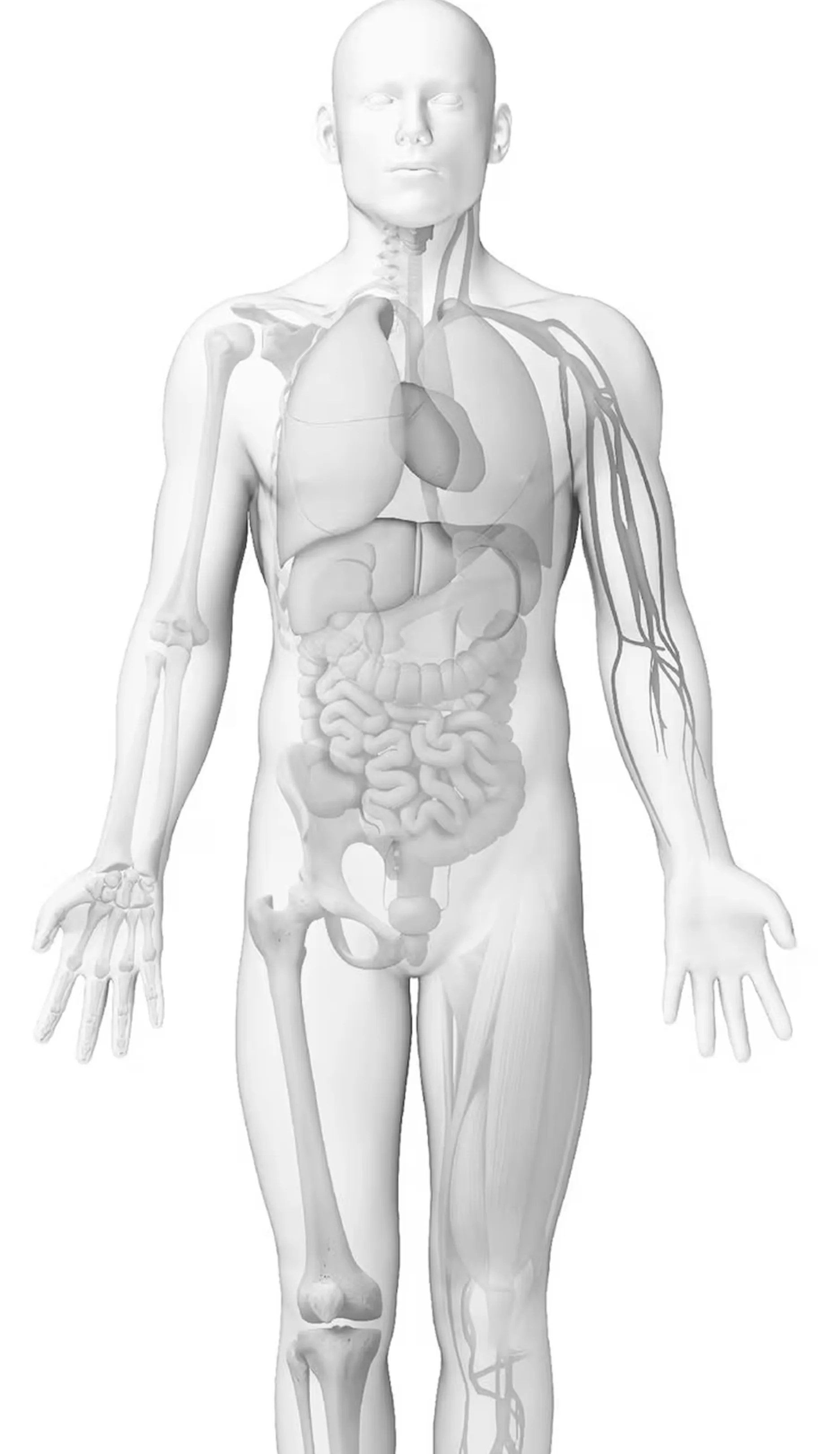 Transparent human body showing internal organs, skeleton on the left side, and muscles and veins on the right side.