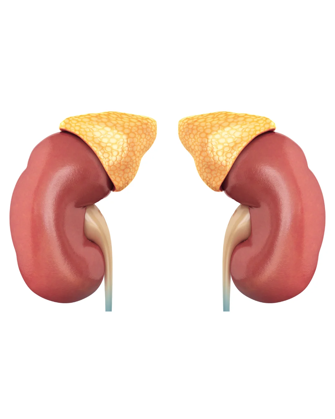 Illustration of two human kidneys with yellow adrenal glands on top, shown against a white background.