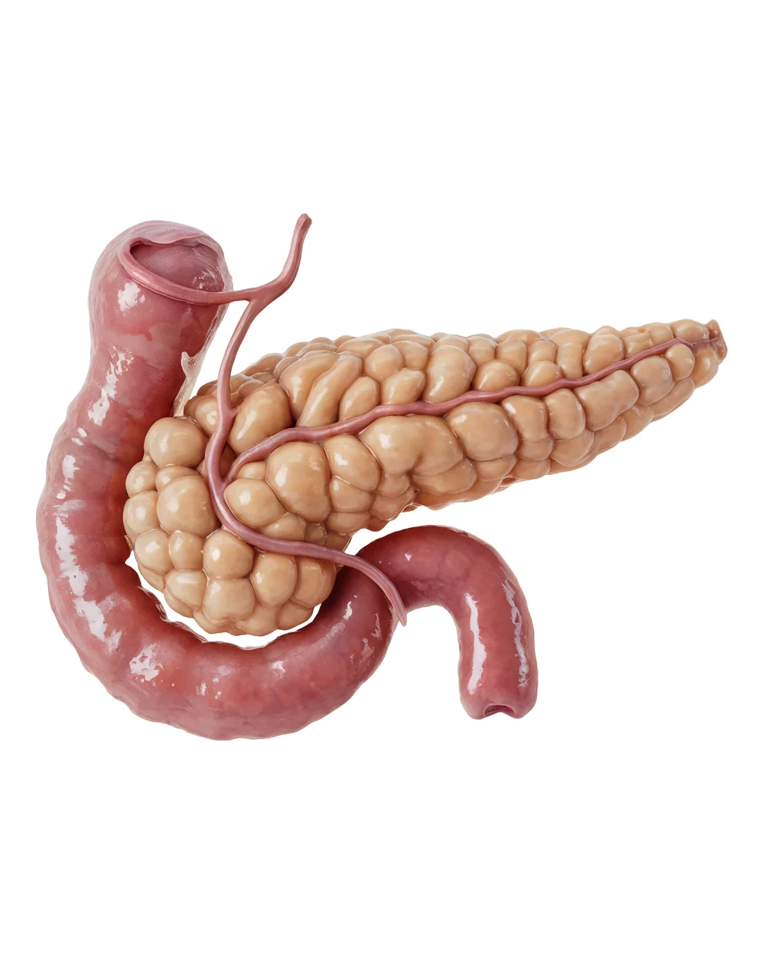 Detailed anatomical illustration of the pancreas with connected duodenum and bile duct.