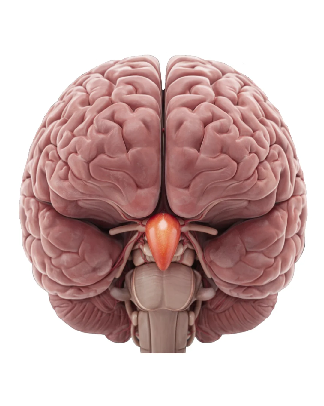 3D illustration of a human brain viewed from the bottom, highlighting the pineal gland in orange.