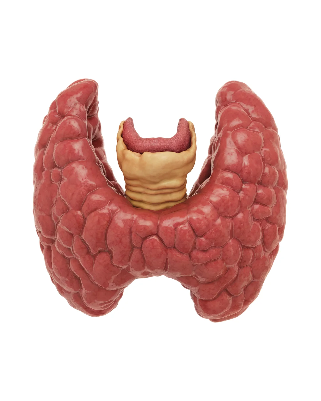 3D illustration of a human thyroid gland in red surrounding the beige trachea.