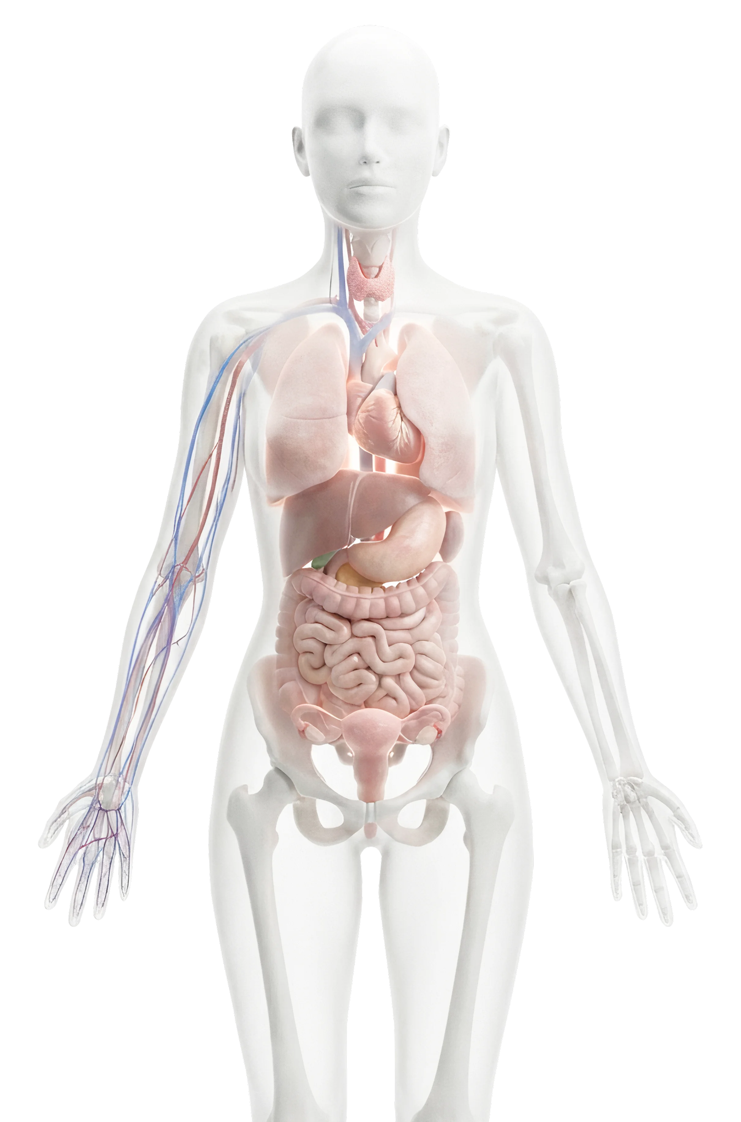 Transparent female body showing internal organs including brain, lungs, heart, stomach, intestines, uterus, bones, and arm veins.