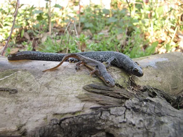 Kamsalamander
