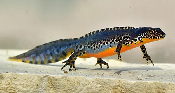 Alpenwatersalamander