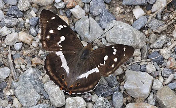 Grote weerschijnvlinder