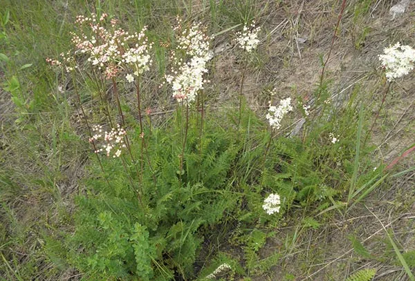 Knolspirea 