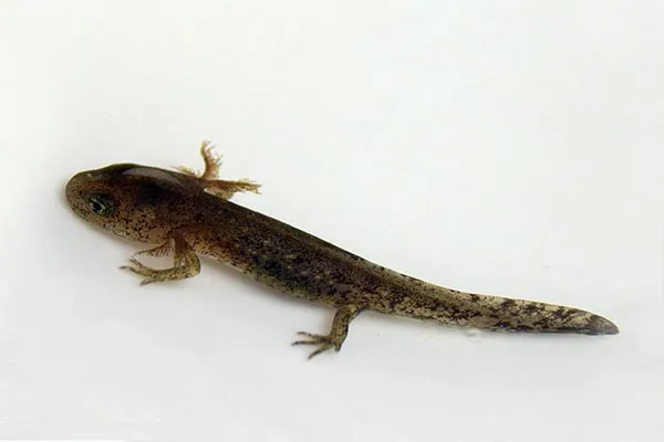 Vinpootsalamander