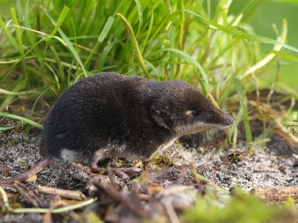 Waterspitsmuis