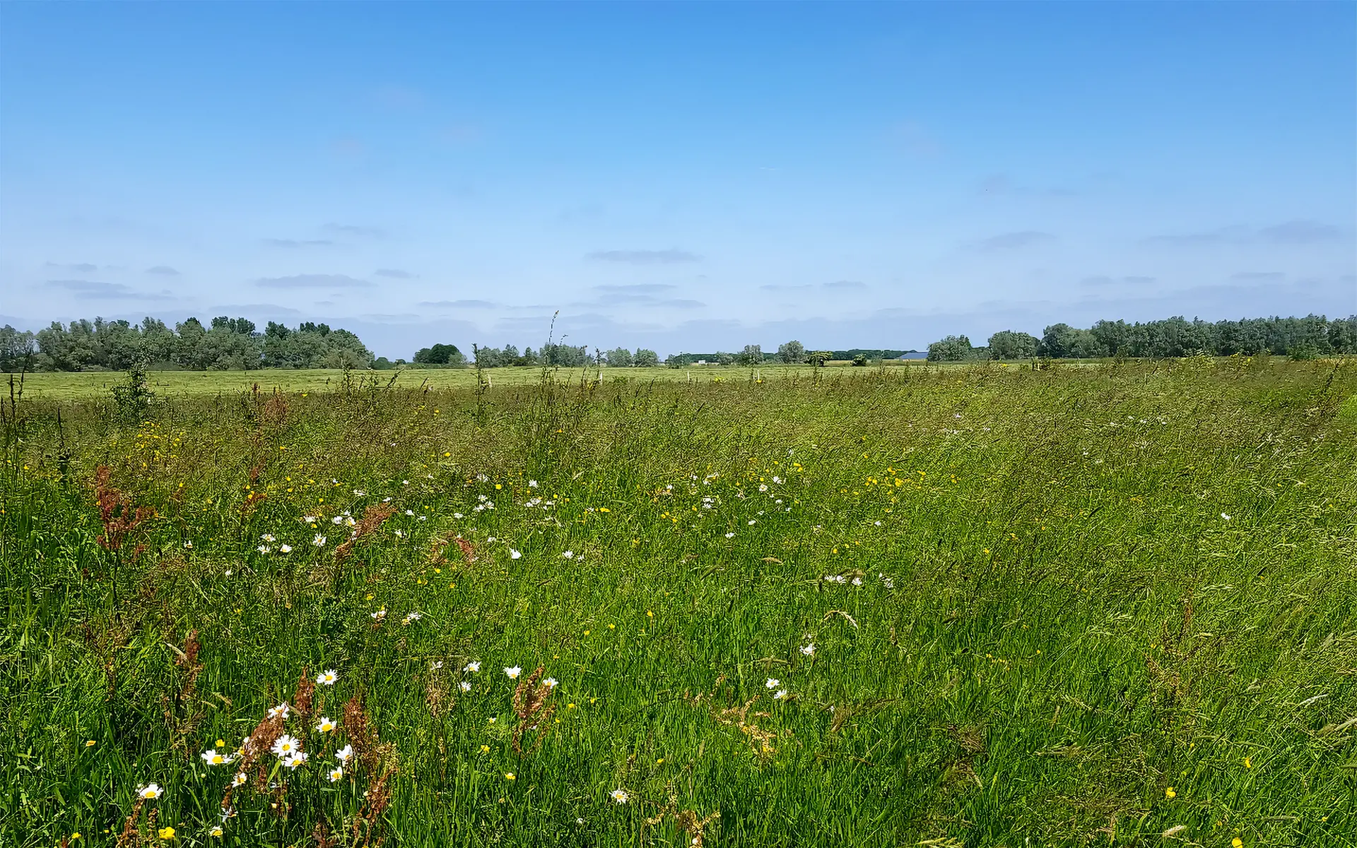 Vegetatiekartering Hof te Dieren & Fraterwaard