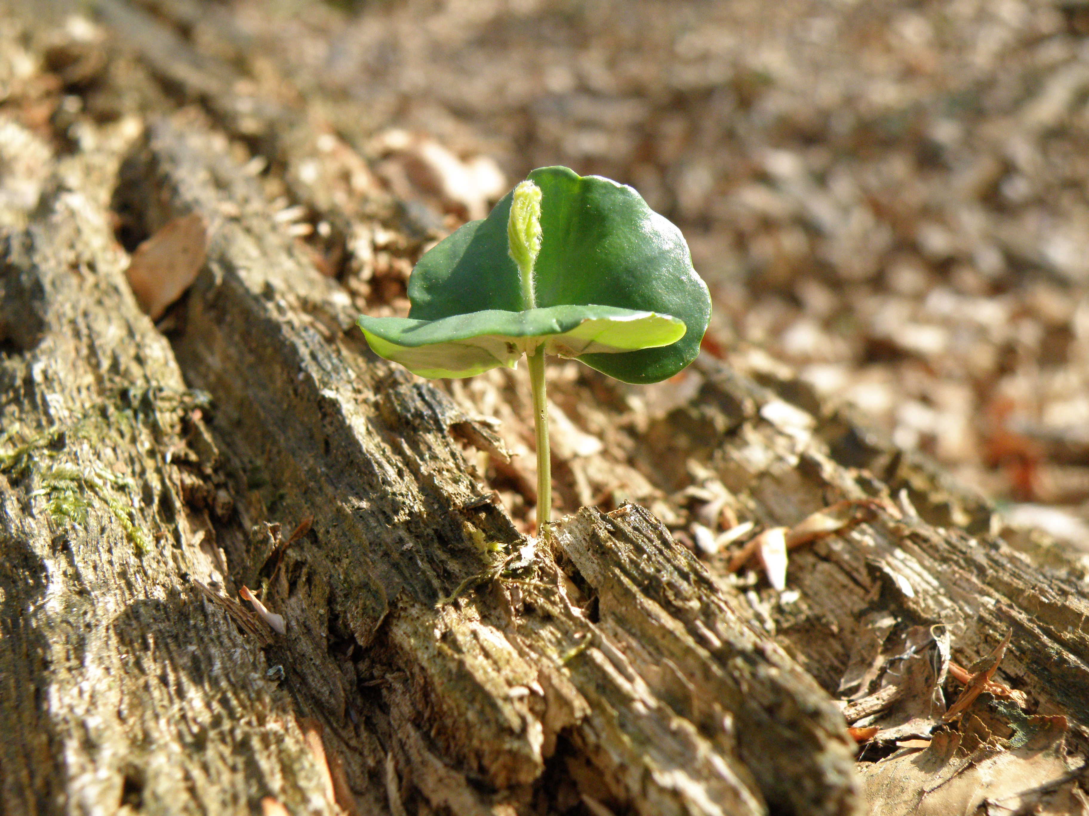Zet je bosbril op:  ervaar het bos door de ogen van een ecoloog | Natuurpro-dag 2026 