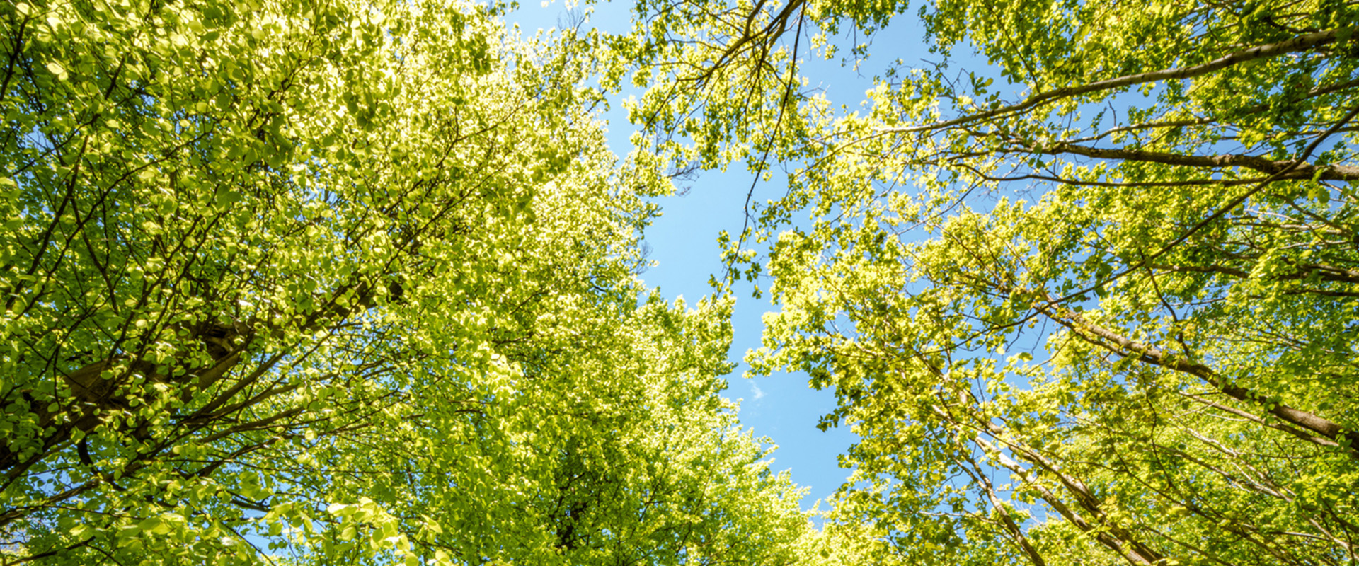 Van bomen planten naar bos maken: de kracht van bosmozaïek