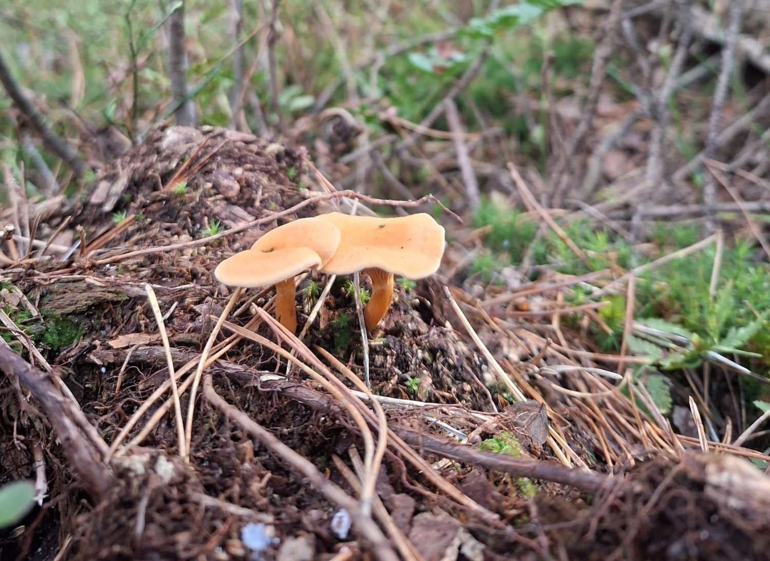 De herfst is begonnen: tijd voor paddenstoelen!