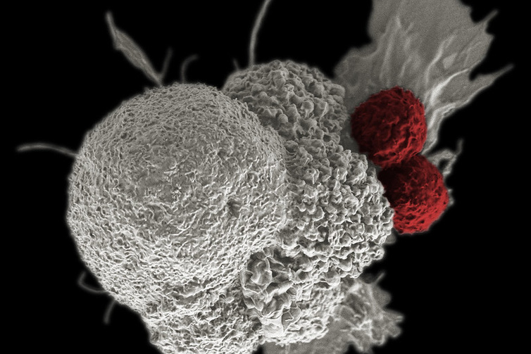 Scanning electron microscope image of two T cells attacking a cancer cell