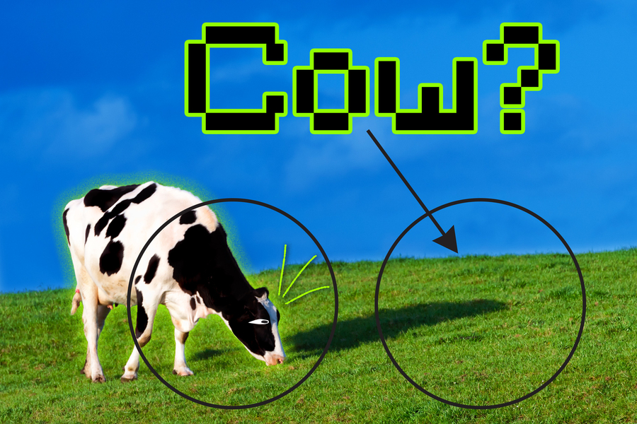 a picture of a cow grazing in a field of short grass with a blue sky. two black circles, one over the cow and another over the grass with a black arrow pointing at the grass circle with the word "cow?"