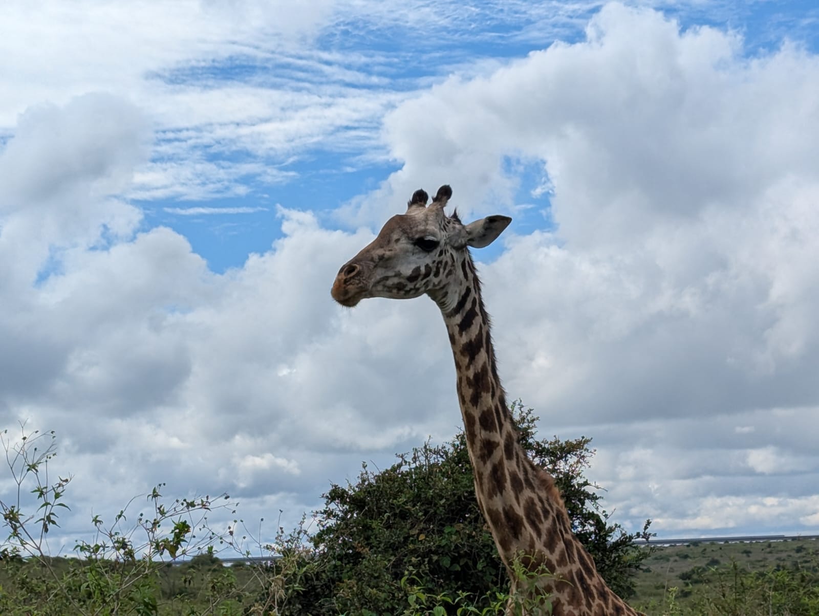 A cute giraffe