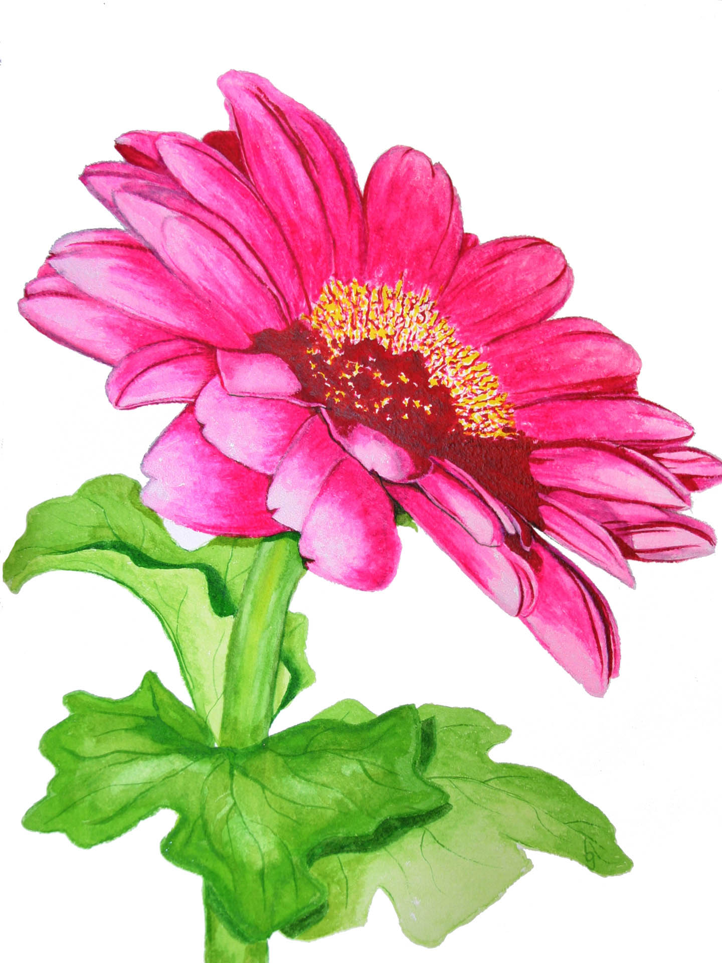 Gerbera Daisies watercolor by Becky Guinn