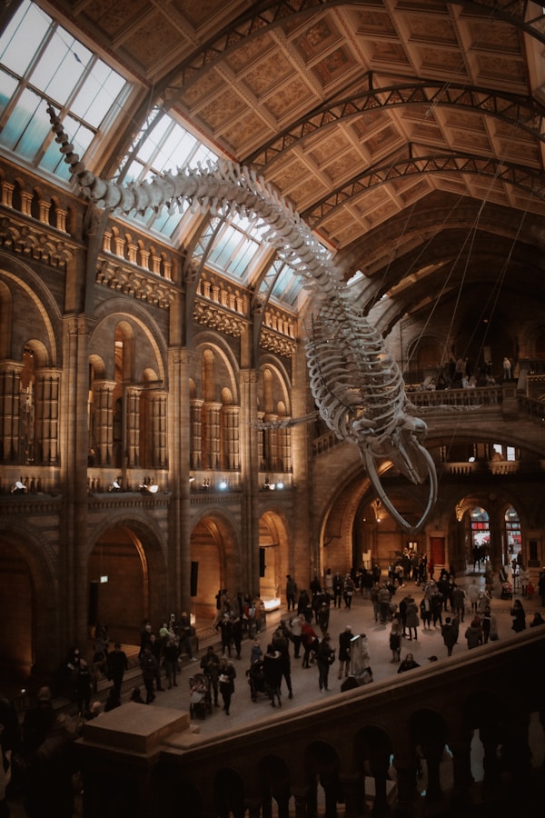 A flying blue wale fossil over the entrance in Natural History Museum in London - England. 