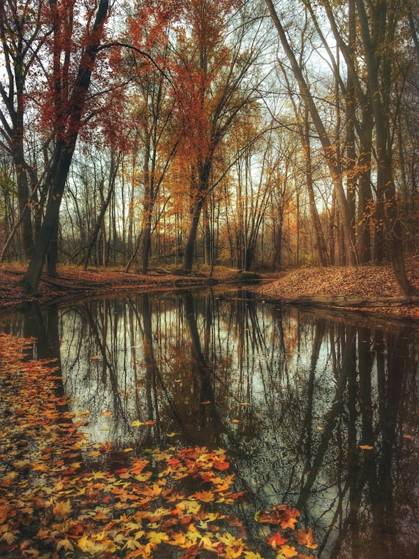 Autumn leaves floating in a park