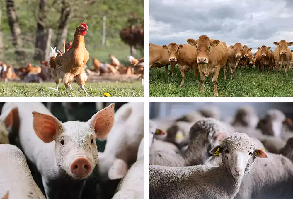 Montage de photos d’animaux d’élevage : poule, mouton, vache et cochon, représentatifs de l’élevage agricole. 