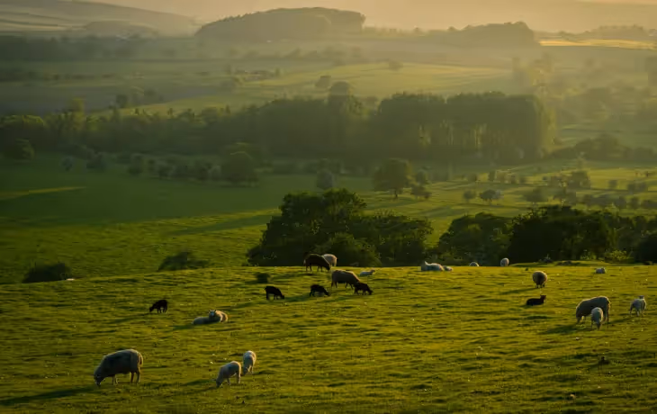 Prairie au coucher de soleil : Collines verdoyantes éclairées par une lumière dorée, avec un troupeau de moutons broutant. Arbres et vallées visibles à l’horizon.
