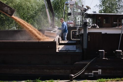 Deux agriculteurs examinant des grains dans un champ de blé sous un ciel dégagé, portant des vêtements aux couleurs de leur coopérative. Deux agriculteurs examinant des grains dans un champ de blé sous un ciel dégagé, portant des vêtements aux couleurs de leur coopérative.