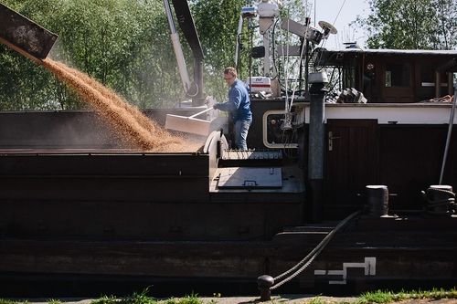 Deux agriculteurs examinant des grains dans un champ de blé sous un ciel dégagé, portant des vêtements aux couleurs de leur coopérative.