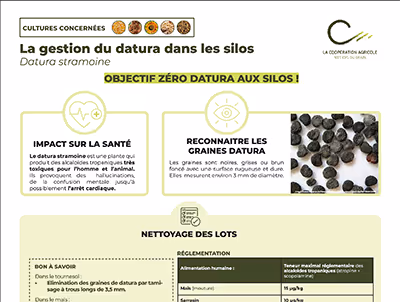 Infographie pédagogique sur la gestion du datura dans les champs et les silos, avec recommandations santé, reconnaissance des graines et nettoyage