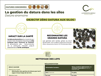 Infographie pédagogique sur la gestion du datura dans les champs et les silos, avec recommandations santé, reconnaissance des graines et nettoyage