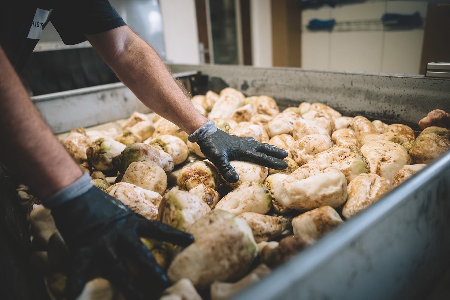 Tri manuel de betteraves sucrières dans un bac industriel par un opérateur agricole équipé de gants de protection