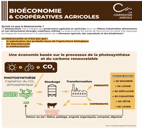 Infographie expliquant la bioéconomie agricole, ses filières, le cycle du carbone renouvelable et les services rendus.