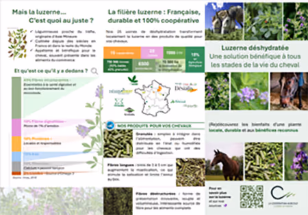 Infographie pédagogique sur la luzerne déshydratée : composition, atouts nutritionnels, avantages pour les chevaux, carte de la filière coopérative en France.