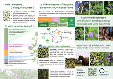 Infographie pédagogique sur la luzerne déshydratée : composition, atouts nutritionnels, avantages pour les chevaux, carte de la filière coopérative en France.