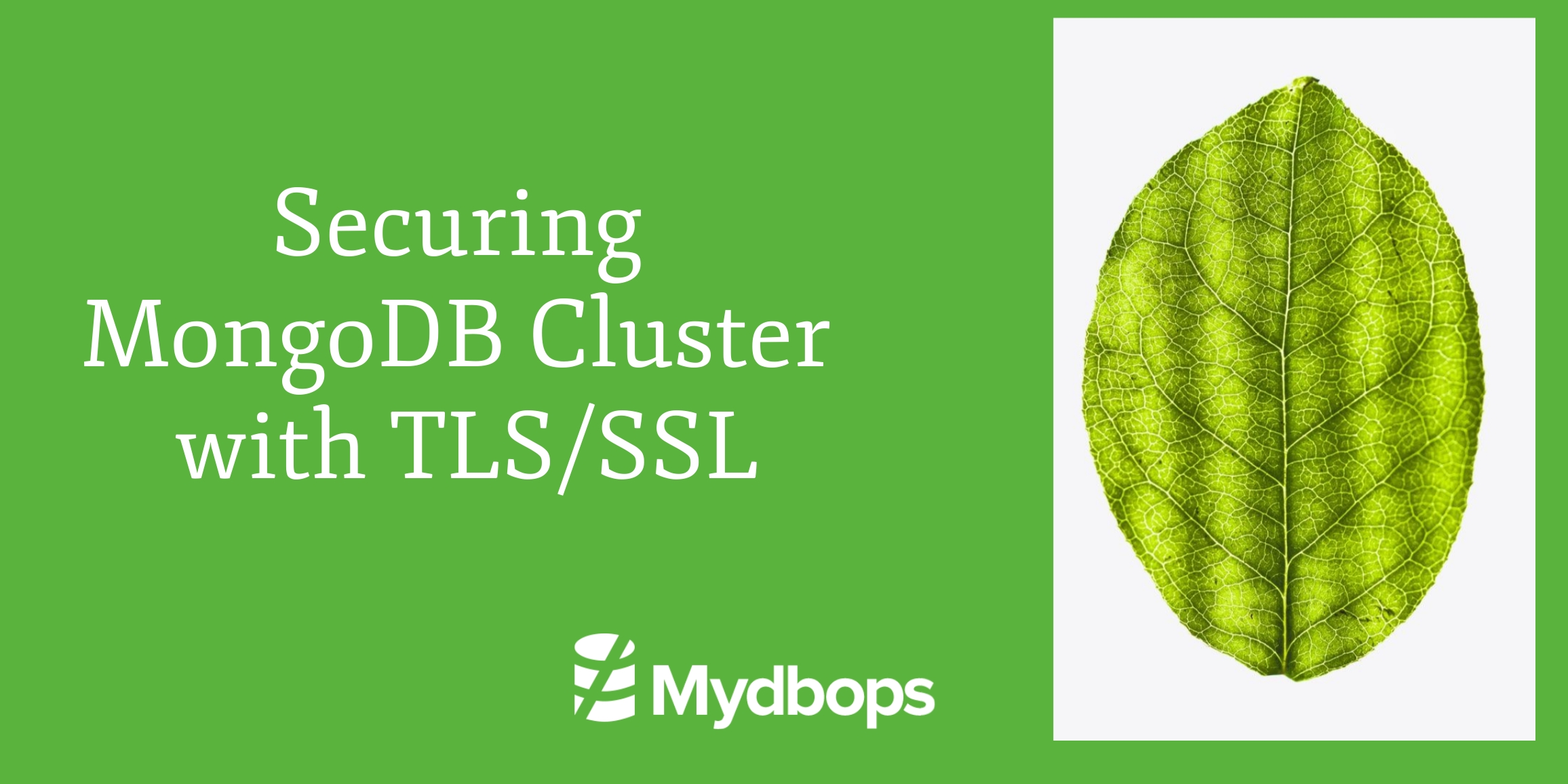 Securing MongoDB Cluster with TLS/SSL | MongoDB — Mydbops
