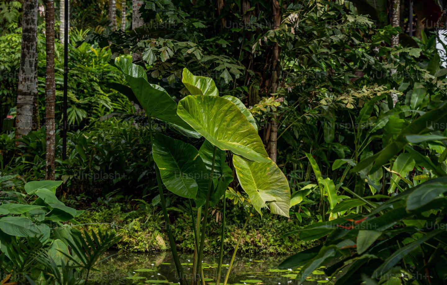 Green rainforest plaints close up