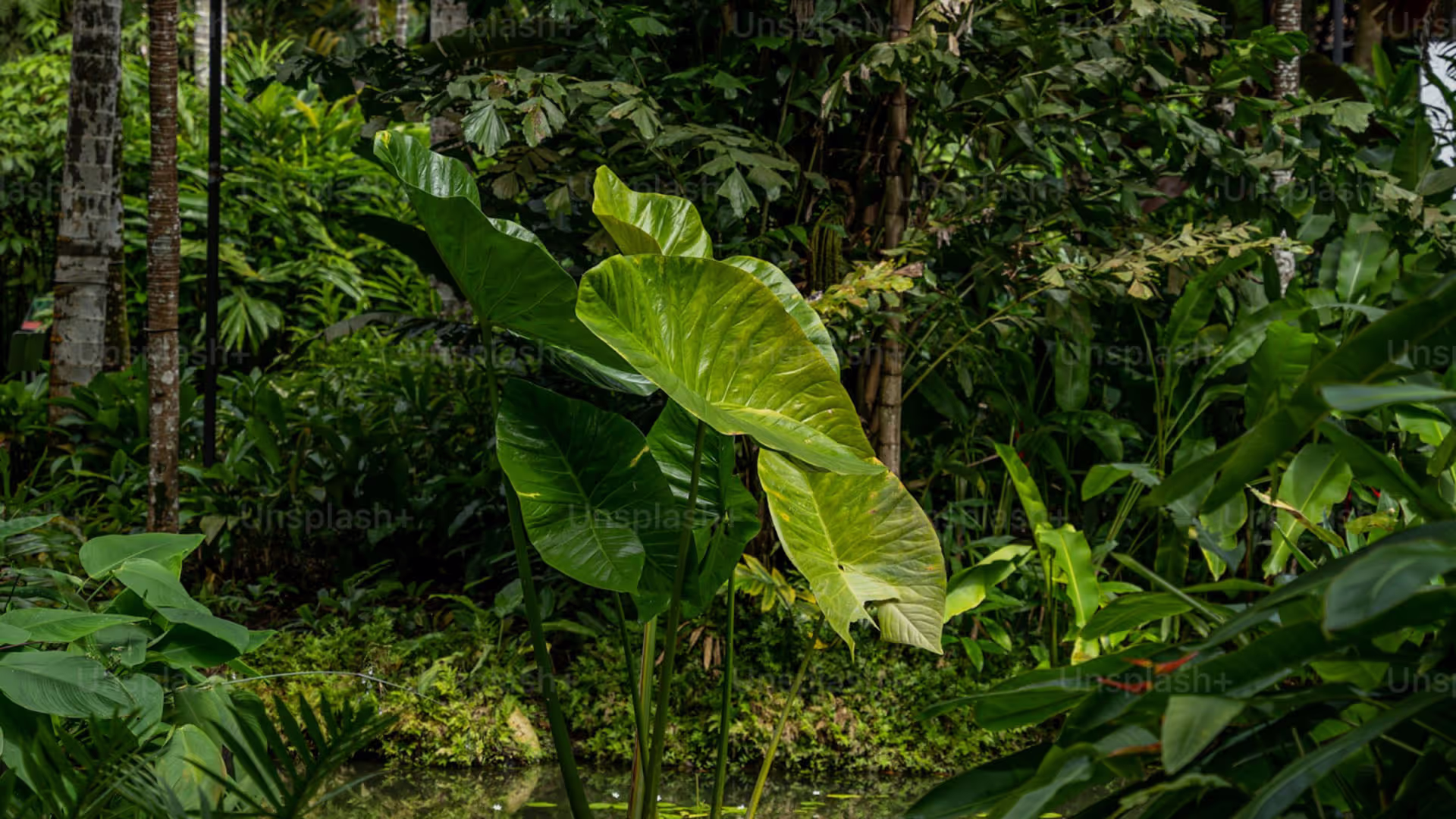 Green rainforest plaints close up