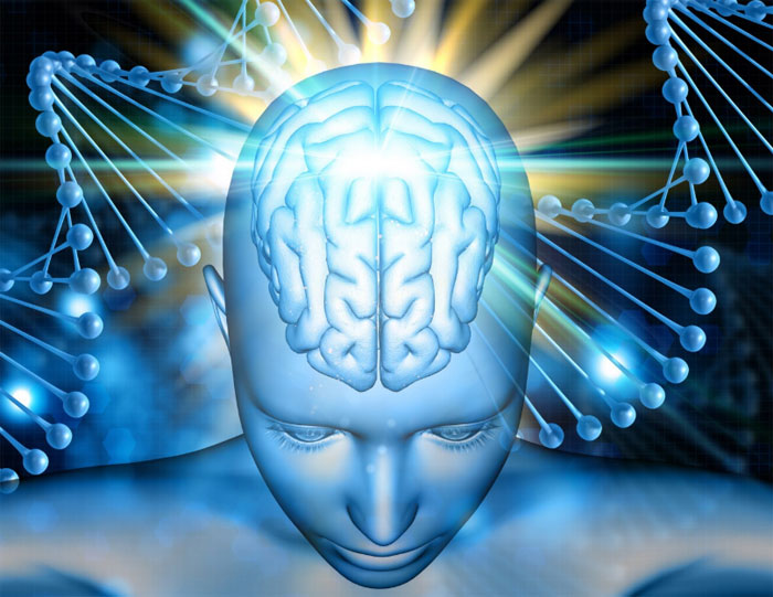 Brain function
