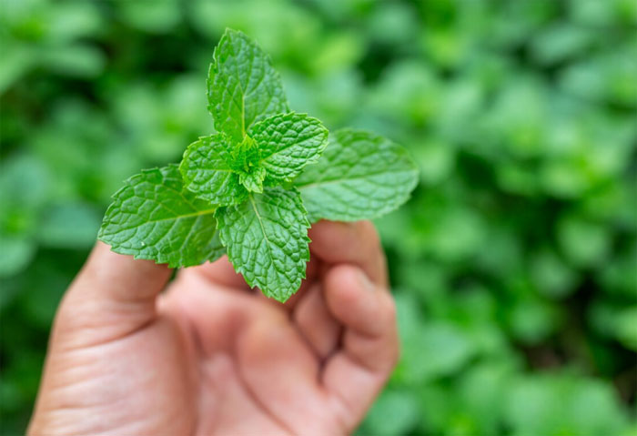 Peppemint and spearmint benefits