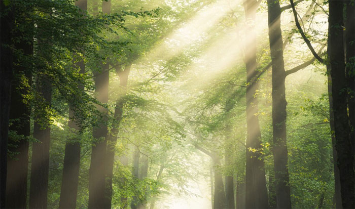 Deep in the forest