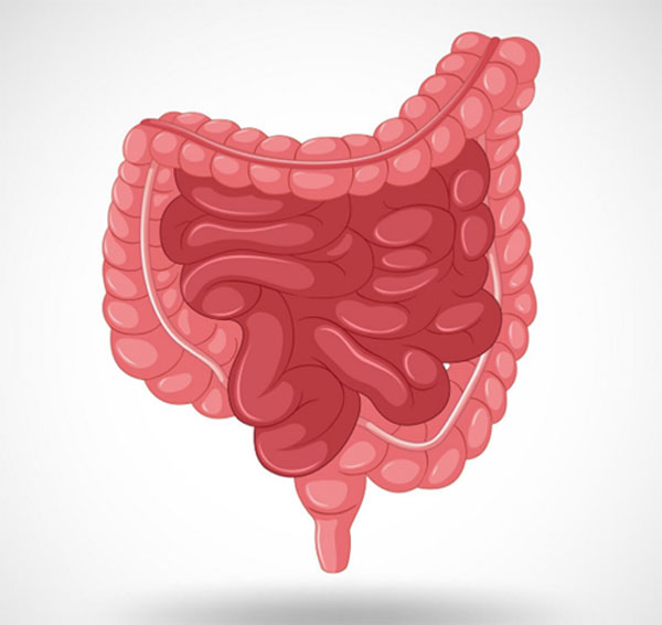 Human digestive system