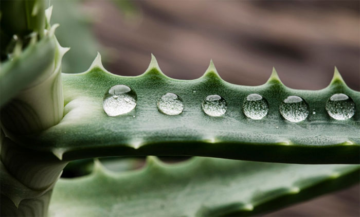 Aloe Ferox Colon Cleanse