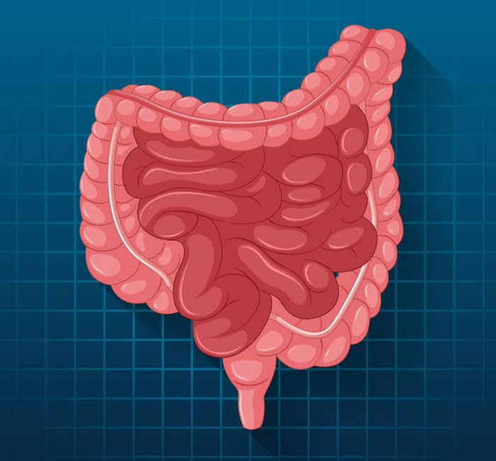 Human gut